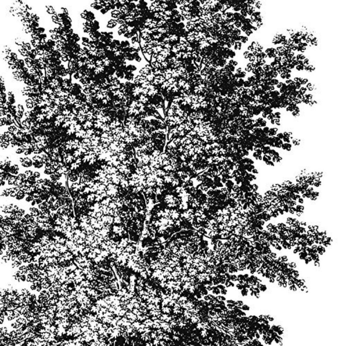 POSTER Set mit 4 Blättern der verschiedene Richtungen weiß Hintergrund 30x30 cm Rahmenlos - Klar, Papier (30/3cm) - Nacnic