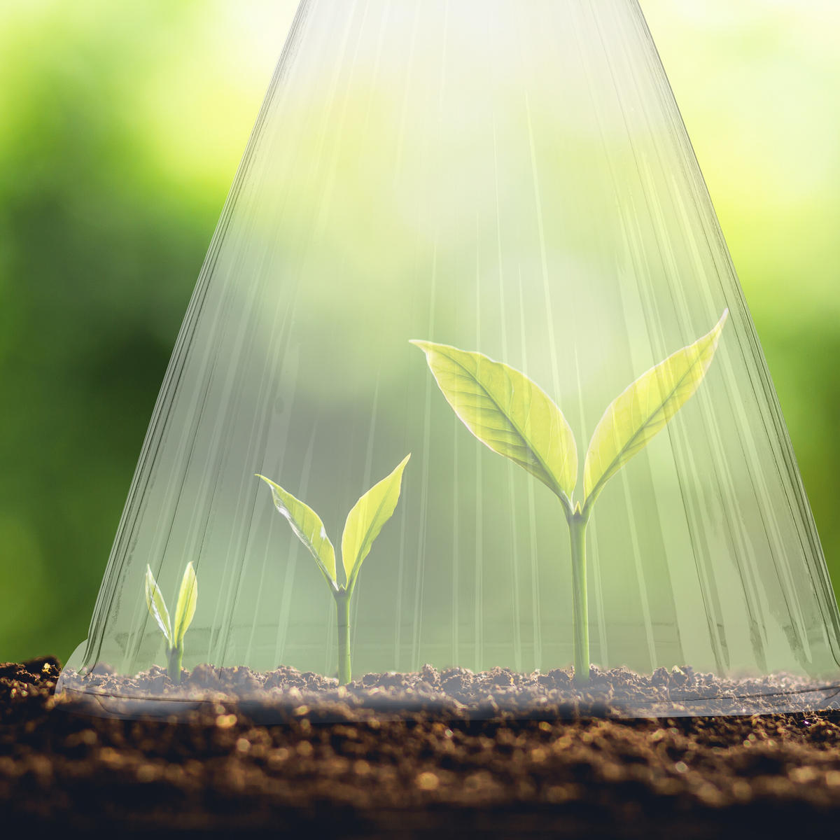 10XPFLANZENHUT - Transparent, Kunststoff (19/22/19cm) - Relaxdays