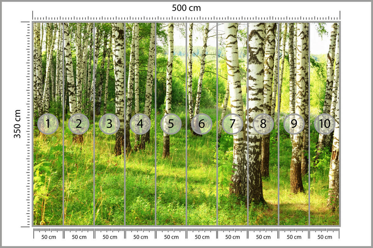 FOTOTAPETE für Esszimmer Birkenwald Bäume Natur 3D 500x350 - Schwarz/Braun, Papier (500/350cm) - Muralo