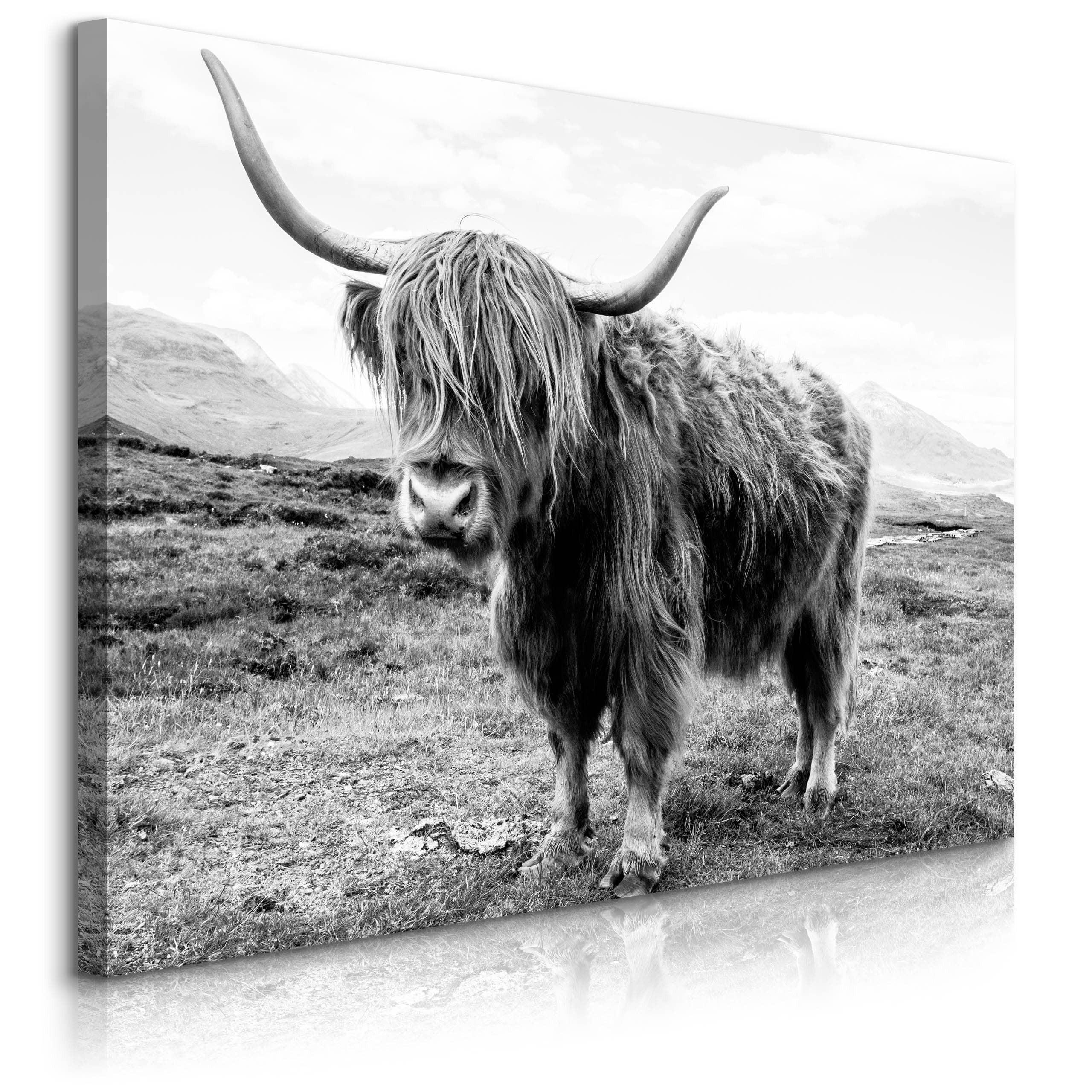 LEINWANDBILD Für Wohnzimmer Schottische Kuh Tier Natur 3D 100/70 cm - Schwarz/Weiß, Textil (100/70cm) - Muralo
