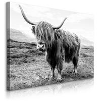 LEINWANDBILD Für Wohnzimmer Schottische Kuh Tier Natur 3D 100/70 cm - Schwarz/Weiß, Textil (100/70cm) - Muralo