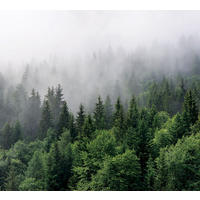 FOTOTAPETE Berglandschaft mit Bäumen 270 x 300 cm - Grün, Papier (270/300cm) - Sanders & Sanders