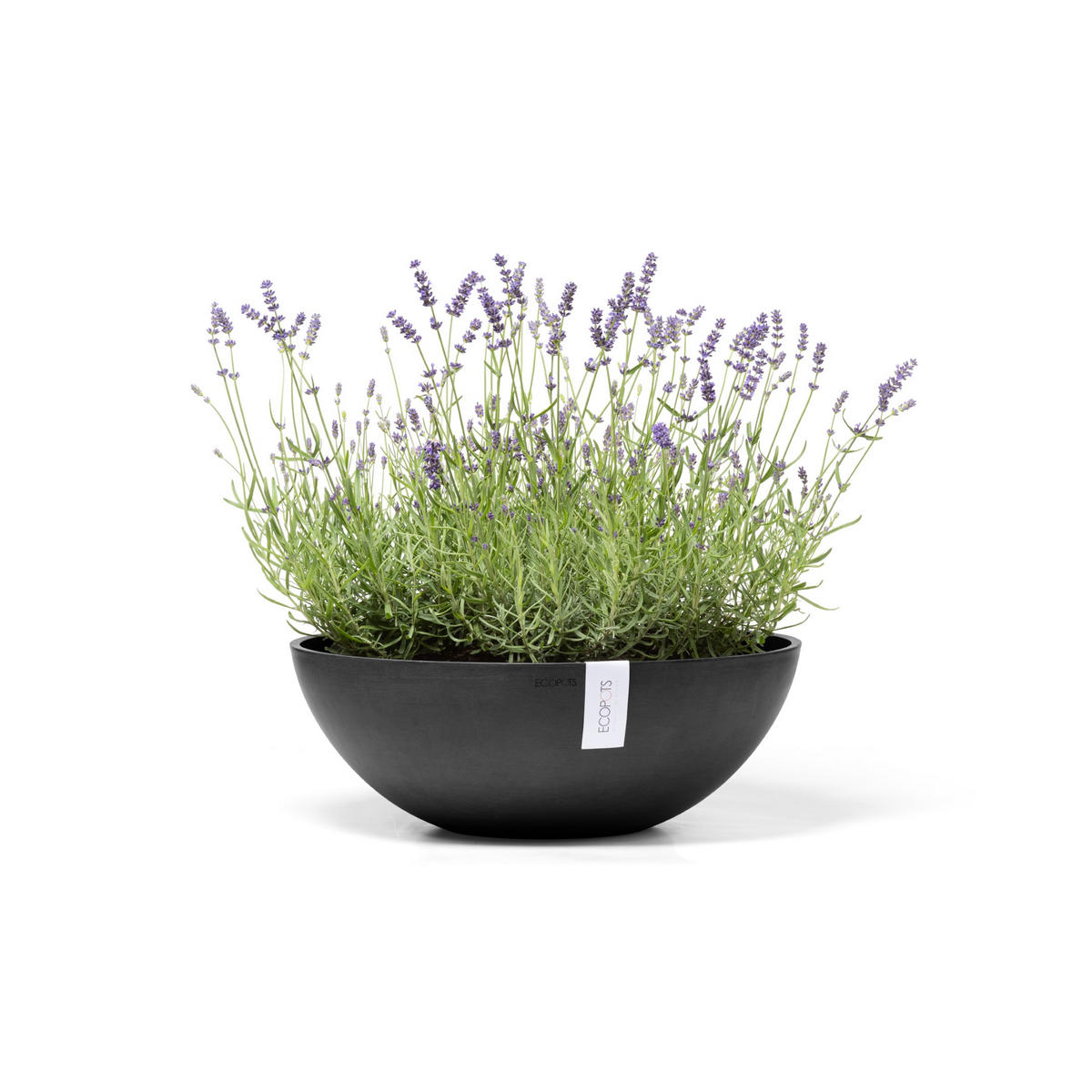 BLUMENTOPF Vienna 50,4/18,5 cm Dunkelgrau - Dunkelgrau, Kunststoff (50.4/18.5cm) - Ecopots