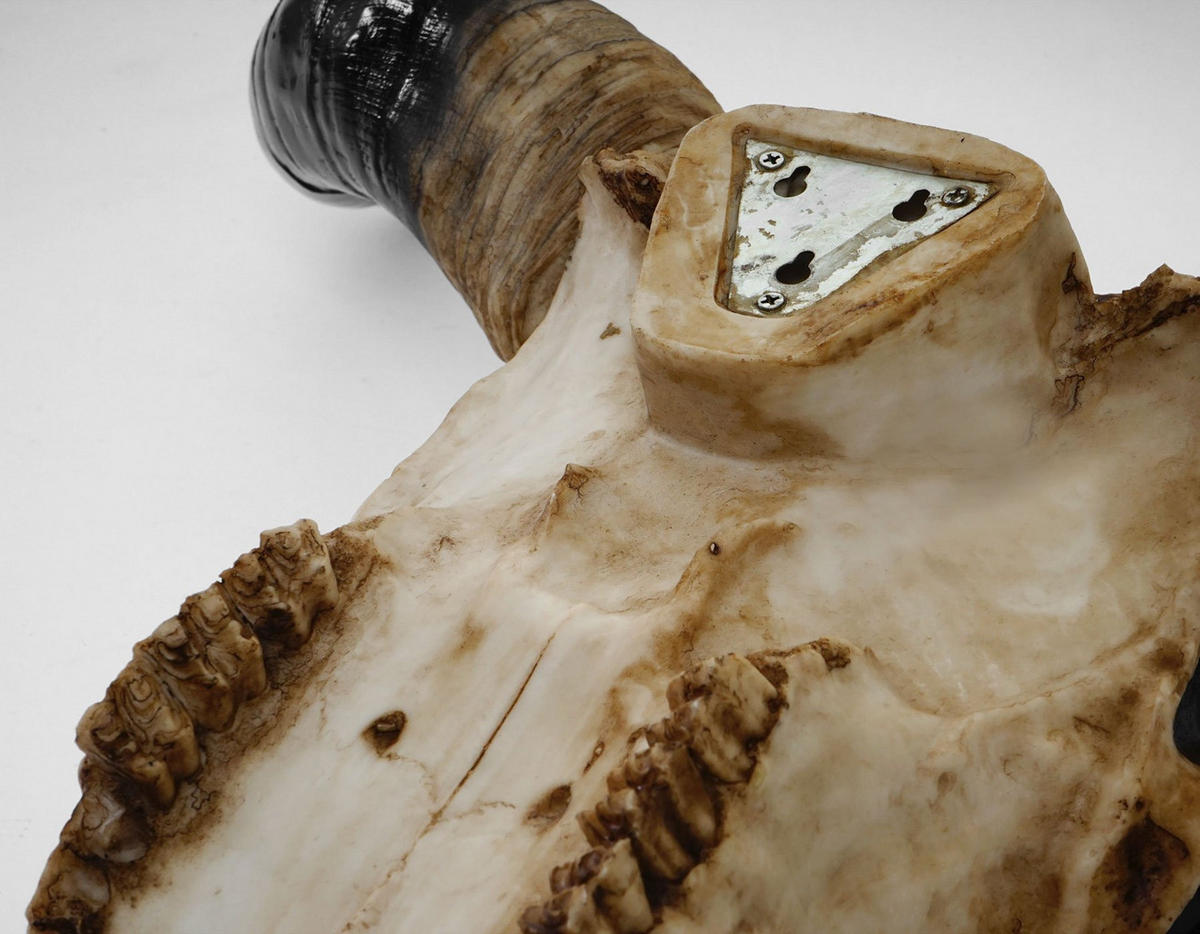 DEKO SCHÄDEL STIER Beige, Schwarz - Beige/Schwarz, Stein (42/45/15cm) - MCW