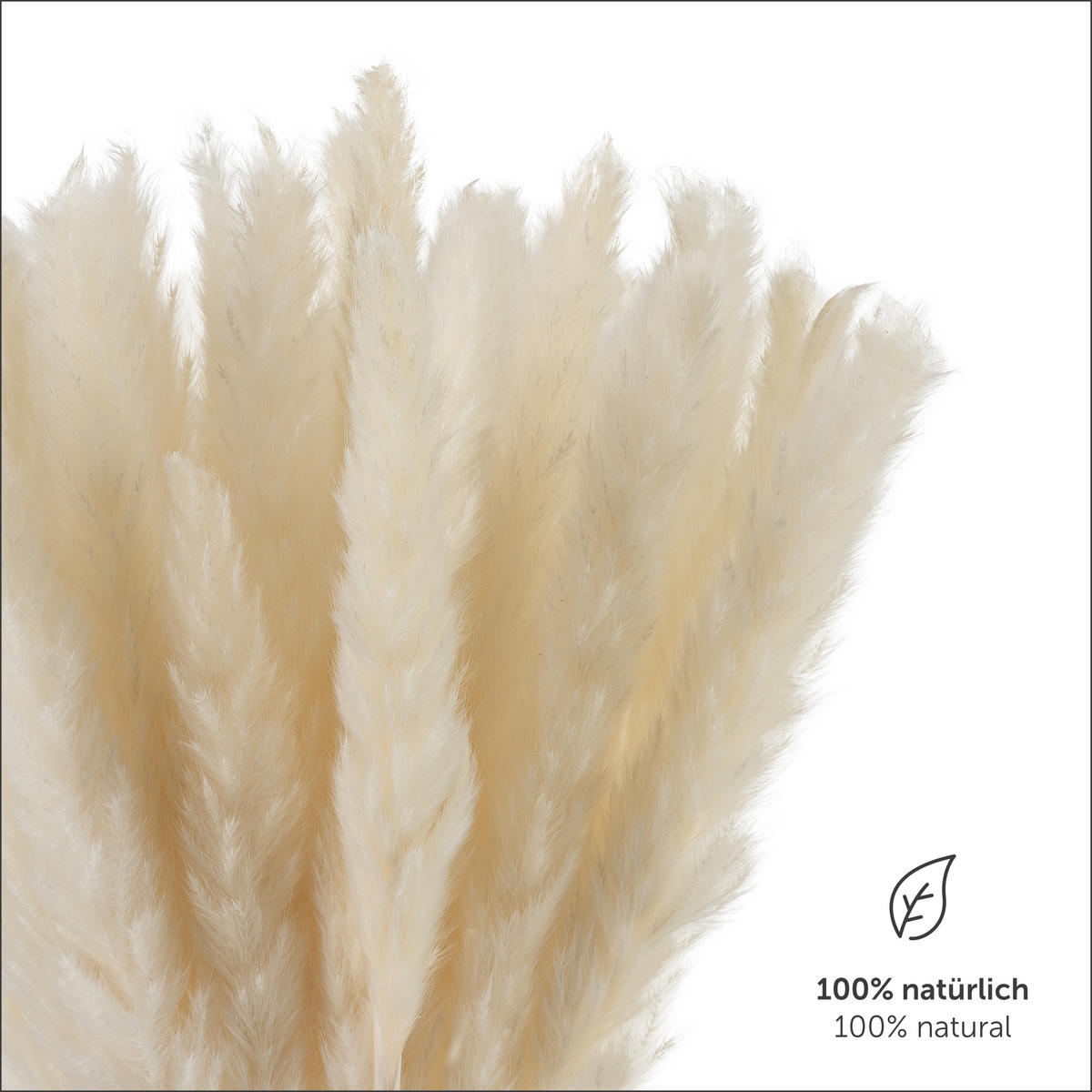TROCKENBLUMEN - 30 Stück, 60 cm, für Trockenblumenstrauß oder Trockenblumen Deko, weiß - Weiß, Naturmaterialien (60cm) - Blumtal