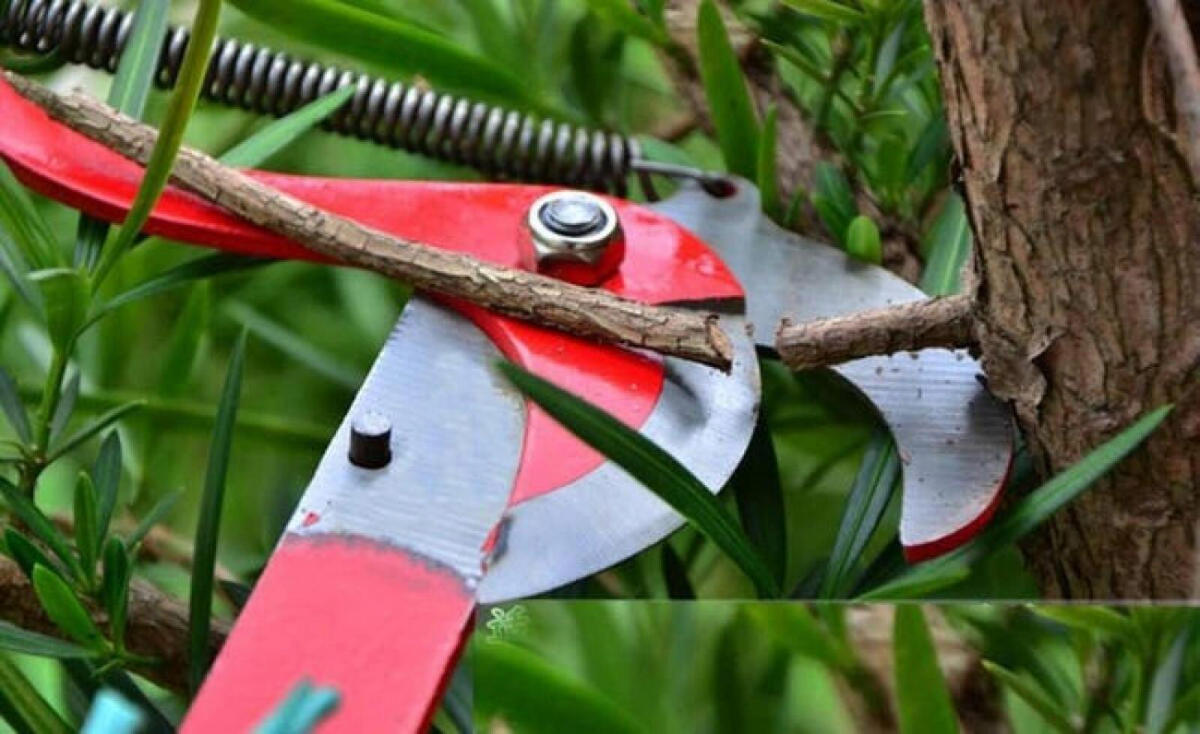 SCHERE – geeignet zum Pflücken von Früchten - Rot, Metall (30/23/1cm) - DCA