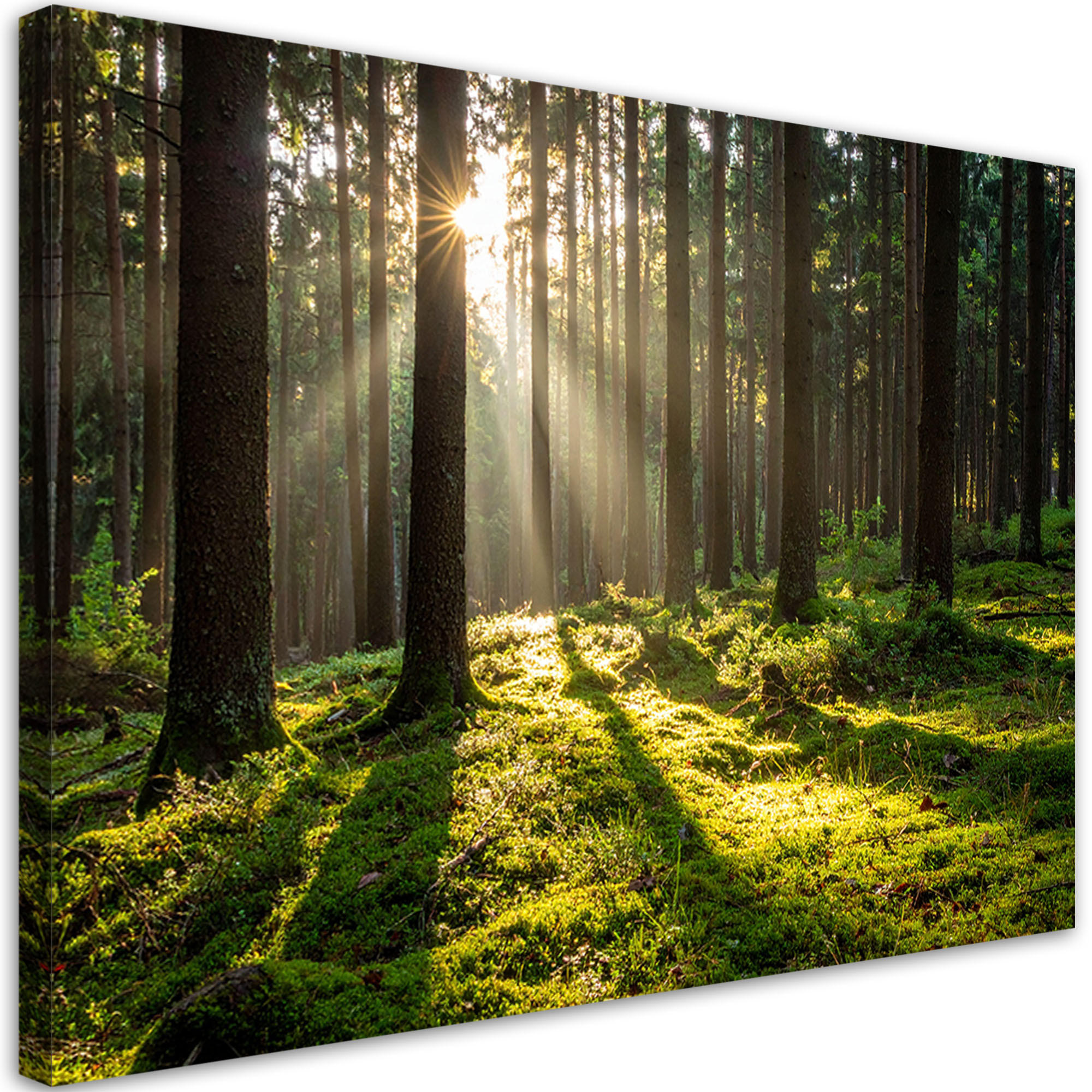LEINWANDBILD Wald Bäume Sonnenaufgang 120x80cm - Grün, Textil (120/80cm) - Feeby