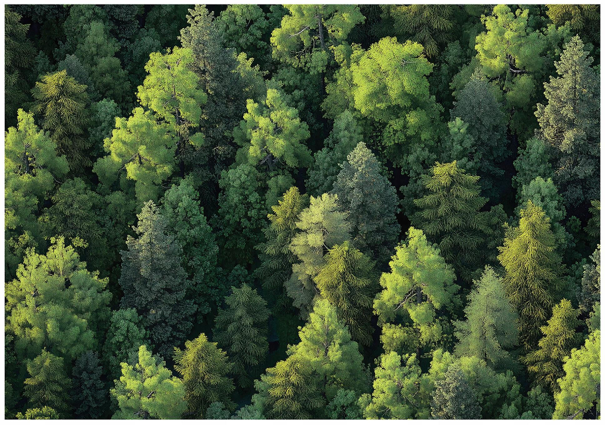 FOTOTAPETE Wald Bäume Natur Vlies Tapete Wohnzimmer 200x140 - Grün, Papier (200/140cm) - Wallarena