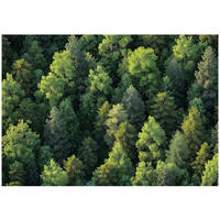 FOTOTAPETE Wald Bäume Natur Vlies Tapete Wohnzimmer 200x140 - Grün, Papier (200/140cm) - Wallarena