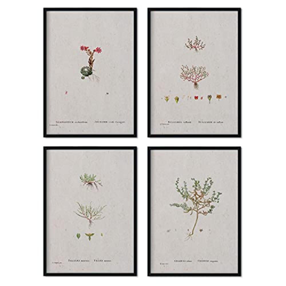 POSTER Set mit 4 mit kleinen Pflanzenblättern aus dem Künstler PierreJoseph Redouté A3 Schwarzer Rahmen - Schwarz, Papier (29.7/3cm) - Nacnic