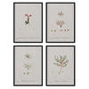 POSTER Set mit 4 mit kleinen Pflanzenblättern aus dem Künstler PierreJoseph Redouté A3 Rahmenlos - Klar, Papier (29.7/3cm) - Nacnic