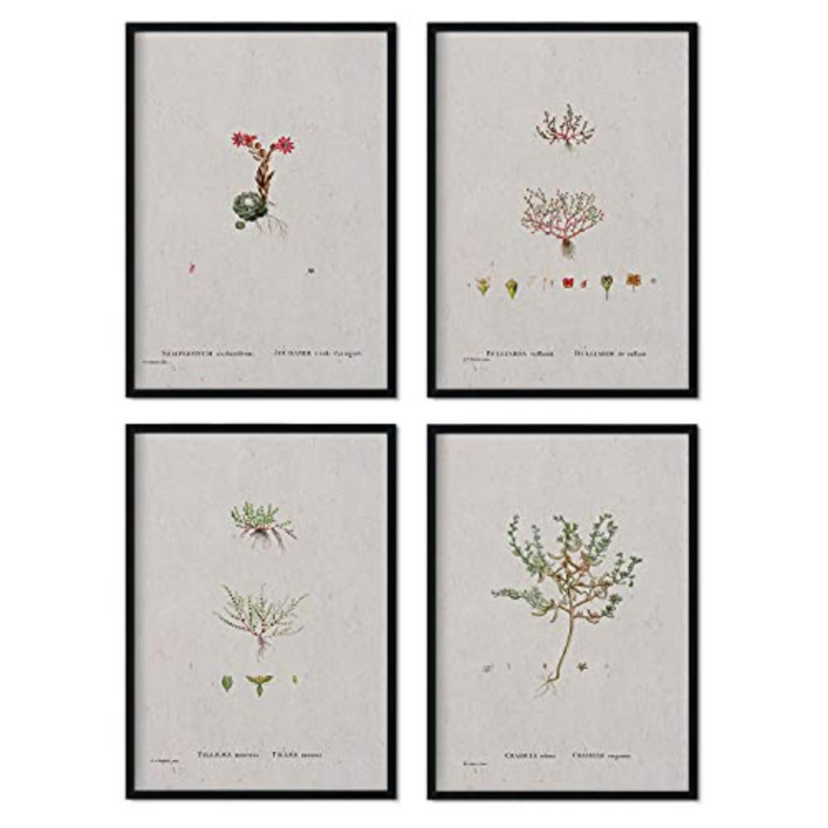 POSTER Set mit 4 mit kleinen Pflanzenblättern aus dem Künstler PierreJoseph Redouté A3 Schwarzer Rahmen - Schwarz, Papier (29.7/3cm) - Nacnic