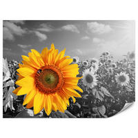 FOTOTAPETE für Küche Gelber Sonnenblume Schwarz-Weiß Hintergrund 400x280 - Gelb/Orange, Papier (400/280cm) - Muralo
