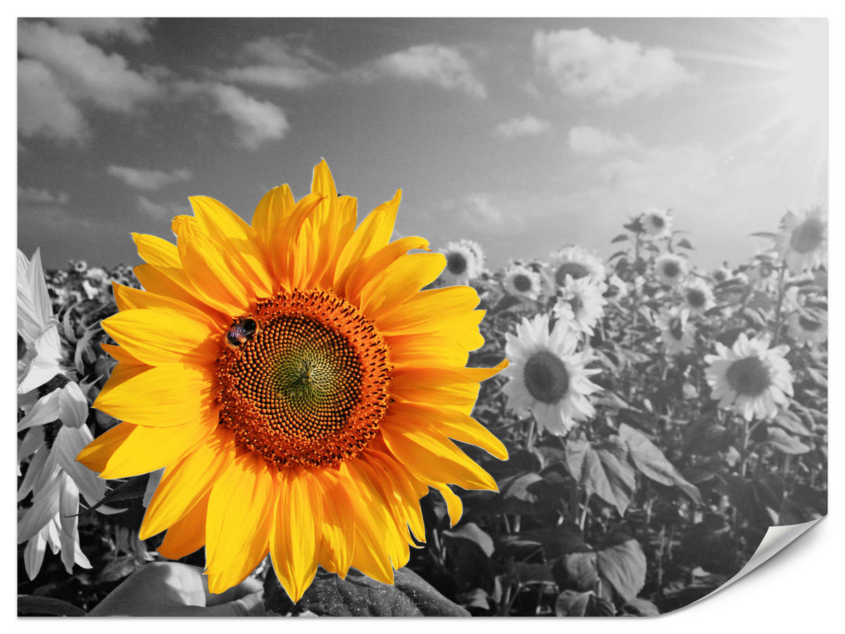 FOTOTAPETE für Küche Gelber Sonnenblume Schwarz-Weiß Hintergrund 400x280 - Gelb/Orange, Papier (400/280cm) - Muralo