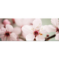 GLASBILD 80x30 cm Kirschblüte Salbei Grün - Beige, Glas (80/30cm) - artissimo