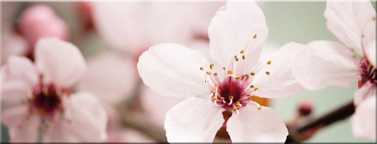 GLASBILD 80x30 cm Kirschblüte Salbei Grün - Beige, Glas (80/30cm) - artissimo