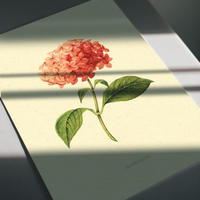 POSTER Impression Artistique Hortensie A3 Rahmenlos - Klar, Papier (29.7/5/42cm) - Nacnic