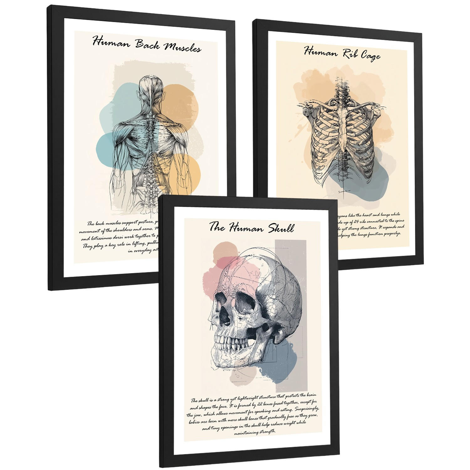 POSTER Set aus 3 Anatomie Mensch Lernposter Drucke und Wandbilder mit Muskeln Rücken Brustkorb Schädel Wanddekoration Größe Schwarzer Rahmen A4 - Schwarz, Papier (21/29.7/3cm) - Nacnic