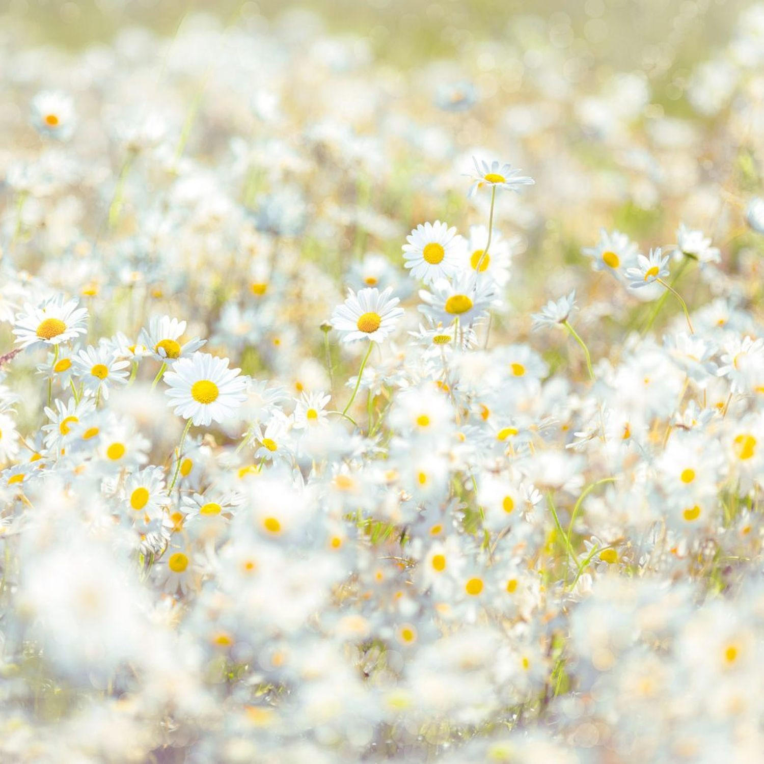 FOTOTAPETE Gänseblümchen 368 x 254 cm - Gelb, Papier (368/254cm) - Sanders & Sanders