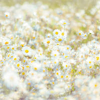 FOTOTAPETE Gänseblümchen 368 x 254 cm - Gelb, Papier (368/254cm) - Sanders & Sanders