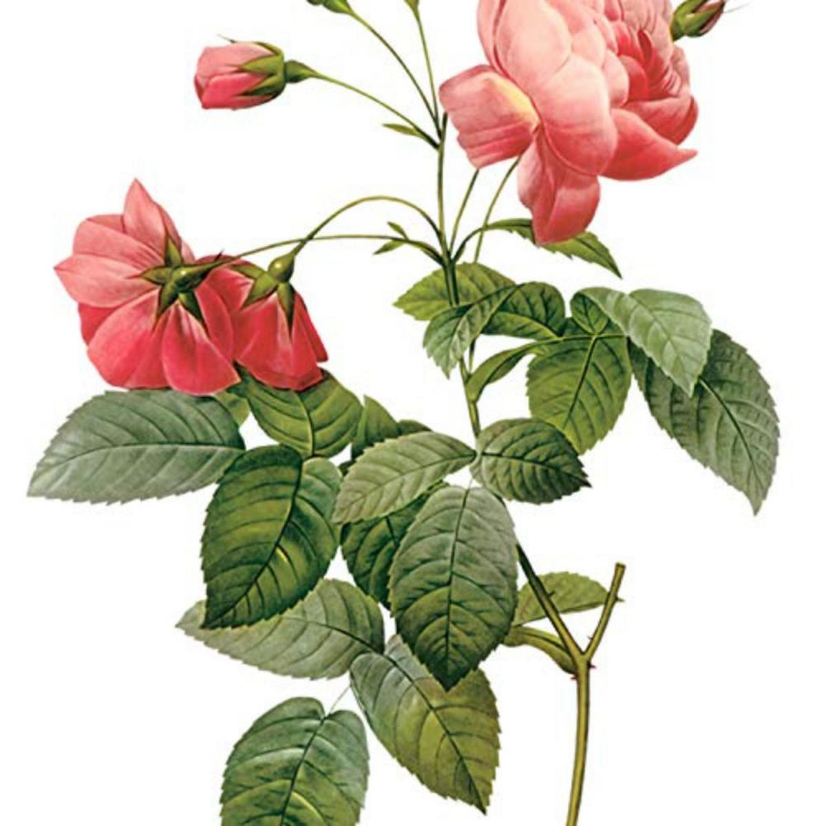 POSTER Set mit 4 Botanische Weiß Hintergrund Rosa Blumen A3 Rahmenlos - Klar, Papier (29.7/3cm) - Nacnic
