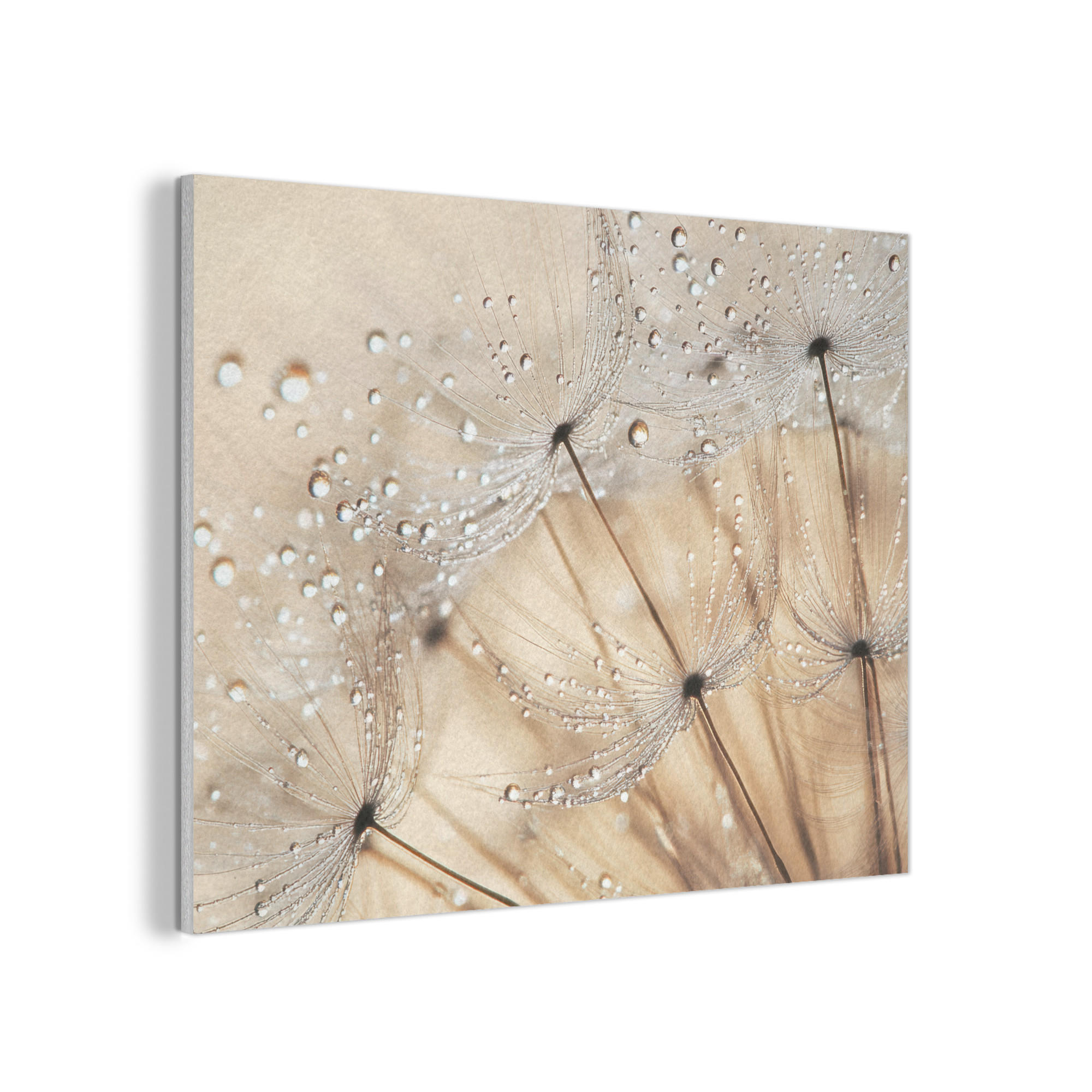 AKUSTIKPANEEL Löwenzahn - Abstrakt - Natur - Beige 80x60 cm - Braun, Textil (80/0.9/60cm) - MuchoWow