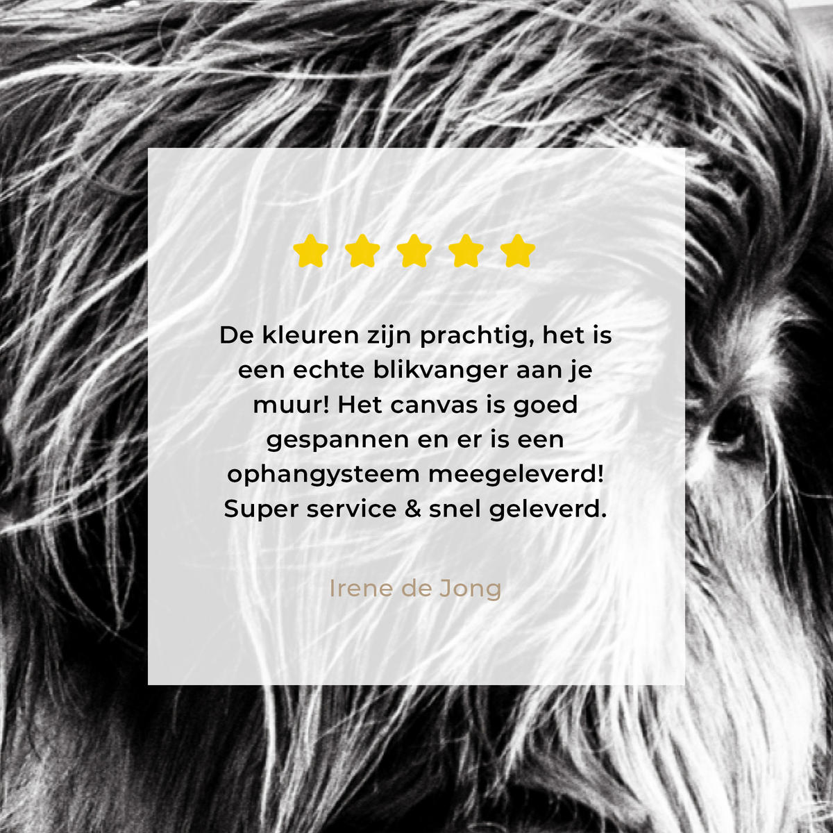 OBRAZ NA PLÁTNĚ Kráva - Skotský horal - Černá - Bílá - Zvíře - Příroda - Divoká zvěř 150x100 cm - černá, textil (150/100cm) - MuchoWow