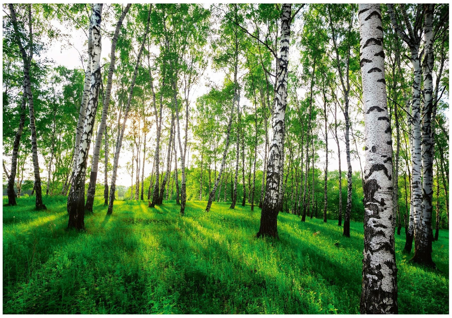 FOTOTAPETE Wald Baume Vliestapete Tapete 200x140 - Multicolor, Papier (200/140cm) - Wallarena