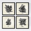 POSTER Set mit 4 Blättern der Laubbäume Jahrgang Hintergrund 20x20cm Rahmenlos - Klar, Papier (20/3cm) - Nacnic