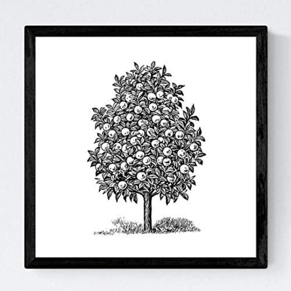 POSTER Set mit 4 Blättern der Bäume Obstbäume in weiß 30x30 cm Rahmenlos - Klar, Papier (30/3cm) - Nacnic