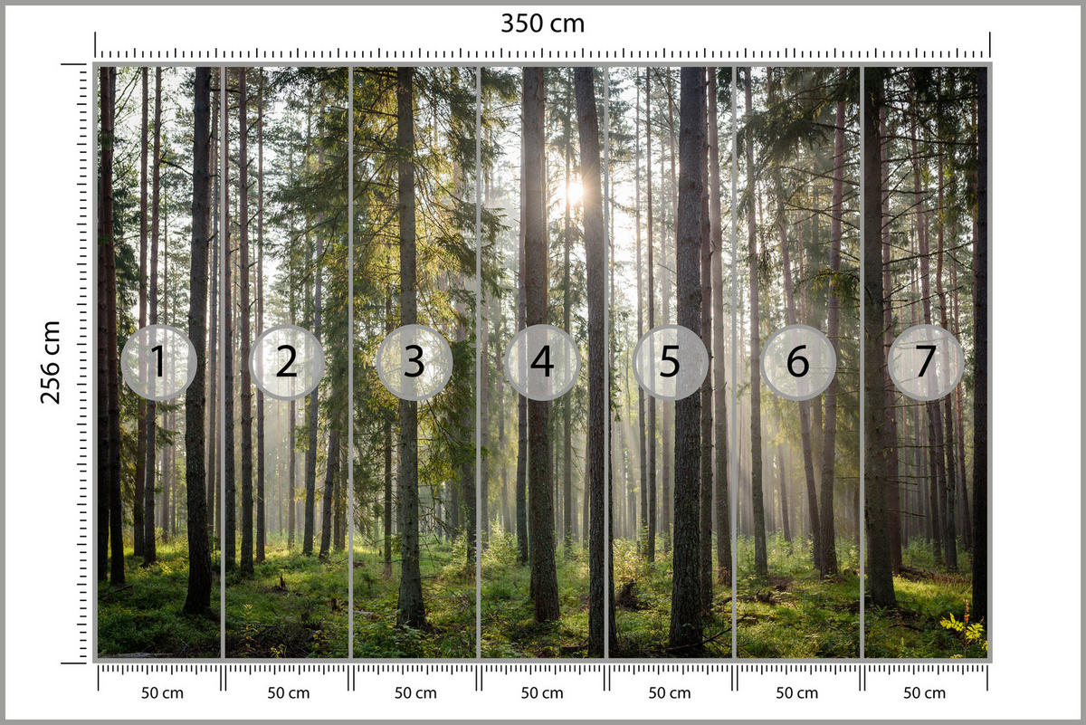 FOTOTAPETE für Wohnzimmer WALD Sonnenaufgang Moos Bäume Grün 350x256 - Braun/Grau, Papier (350/256cm) - Muralo
