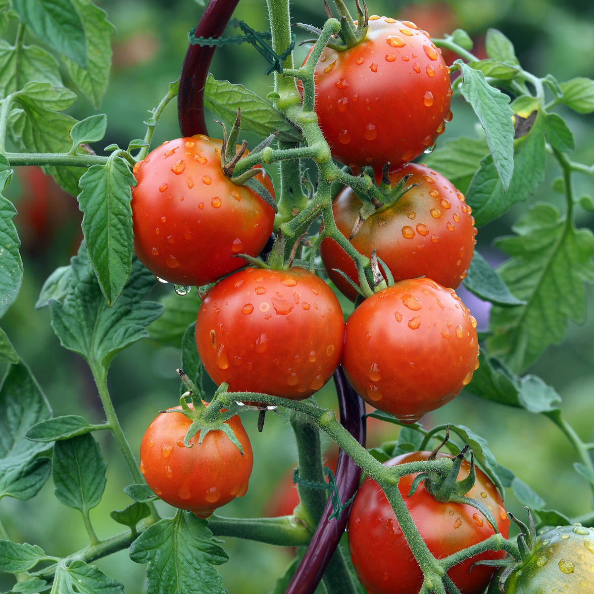 200XVEZICE - tamno zelena, plastika (0.7/14/0.2cm) - Relaxdays