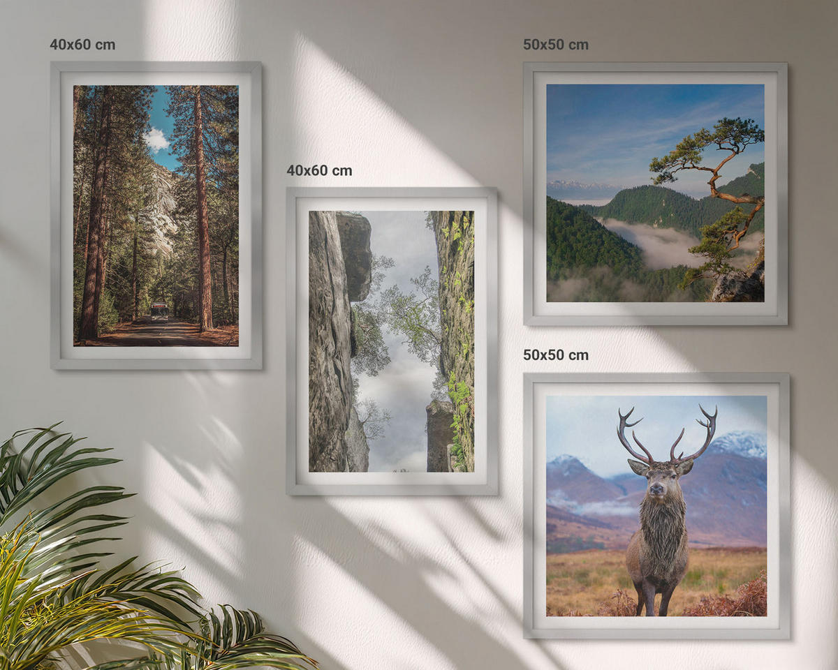 BILDER SET 4er Set - 50x50 cm & 40x60 cm Silberner Rahmen - Straße Wald Berge Hirsch Natur - Silberfarben, Kunststoff (50/50cm) - TULUP