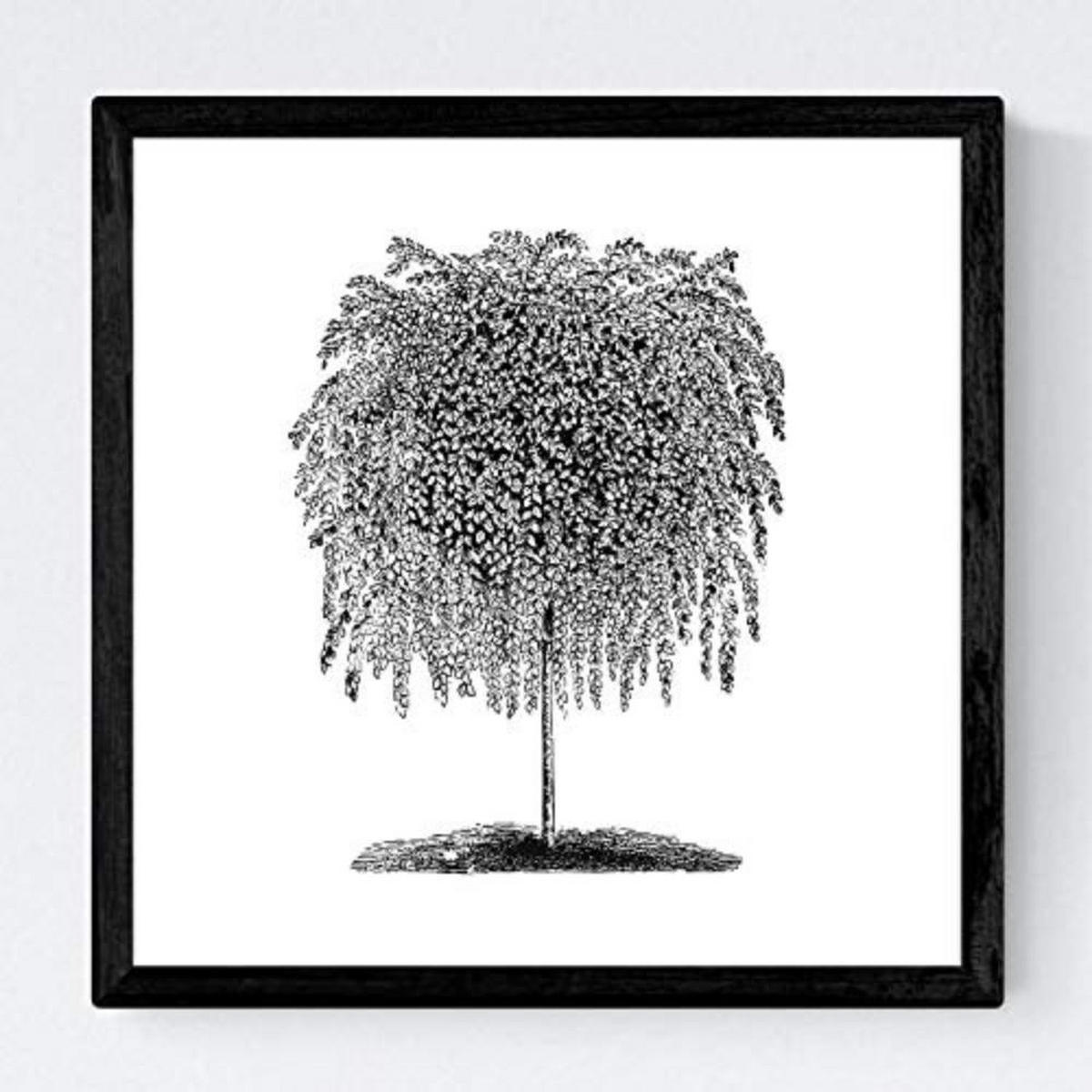 POSTER Set mit 4 Blättern der Bäume unterschiedlicher Blätter weiß 20x20cm Rahmenlos - Klar, Papier (20/3cm) - Nacnic