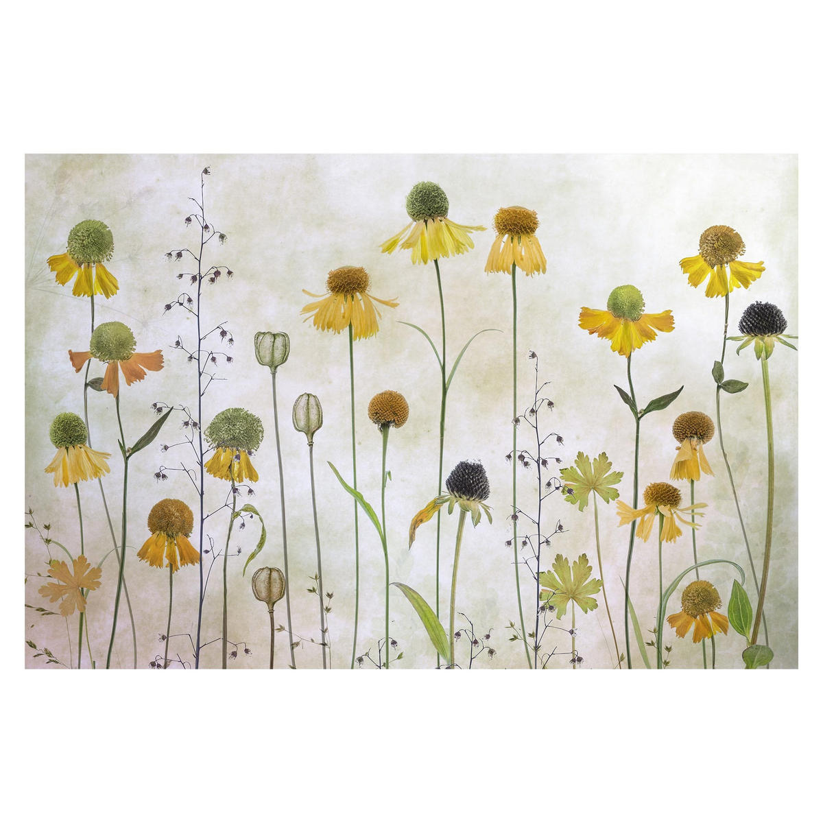 FOTOTAPETE Zarte Helenium Blüten 384/255 cm - Eichefarben, Papier (384/255cm) - Bilderwelten