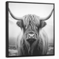 LEINWAND Bilder mit Rahmen - Schottischer Highlander - Nebel - Schwarz - Weiß - 50x50 - Grau, Textil (50/50cm) - MuchoWow