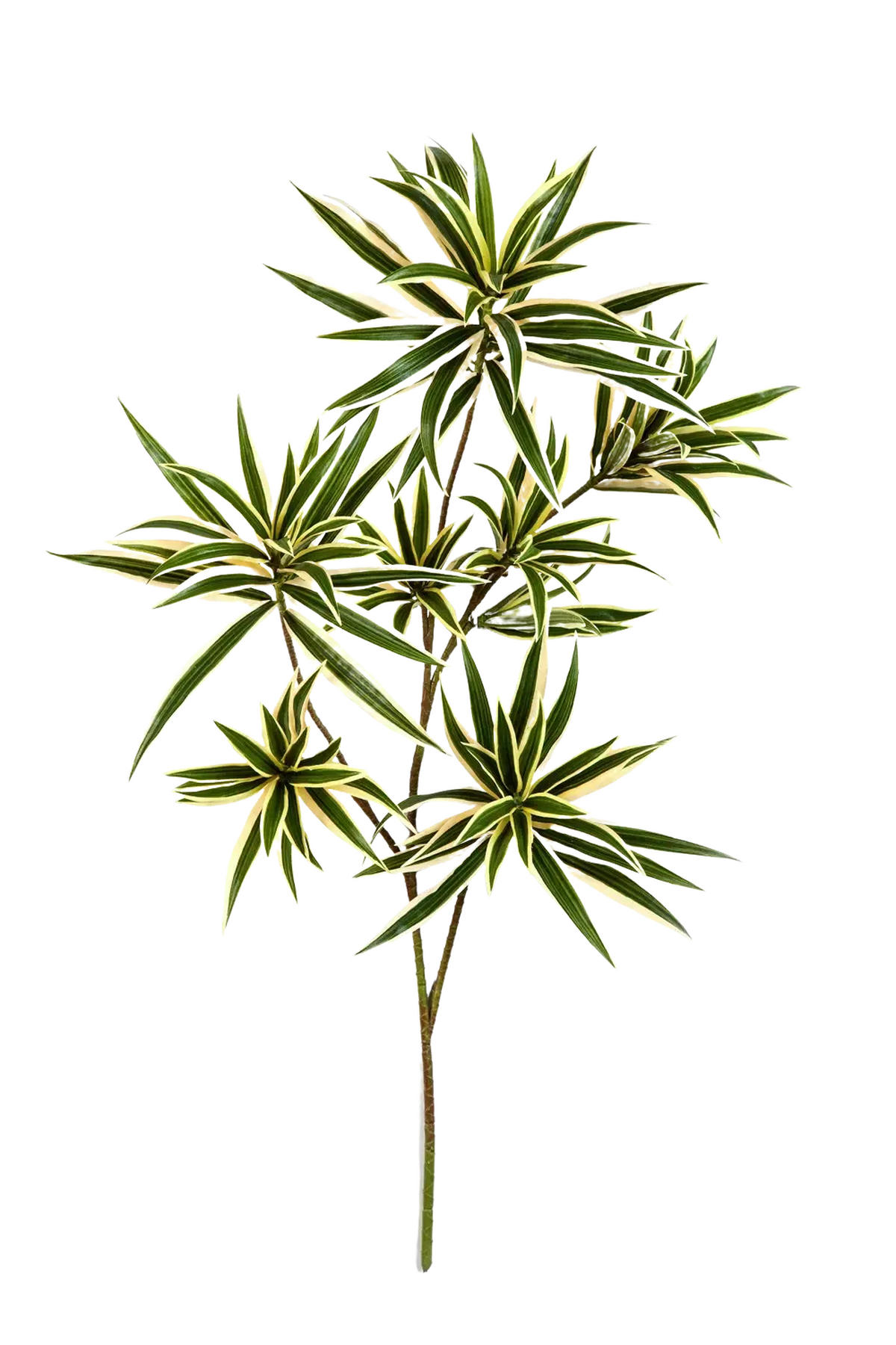 DRACHENBAUM Künstlicher Drachenbaum-Zweig - Günther - Grün, Kunststoff (1cm) - aplanta