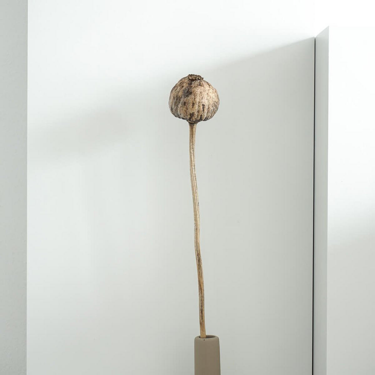 MOHNKAPSELN Giant (Papaver): Getrocknete Mohnkapseln als zeitlose Dekoration - natur / 5 Stiele / 30 cm - Beige, Naturmaterialien (30cm) - Lykke & You