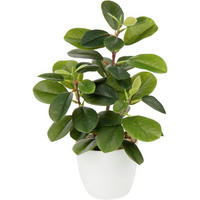 KÜNSTLICHE Zimmerpflanze Kamelie 28 cm - Grün, Kunststoff (27.9cm)