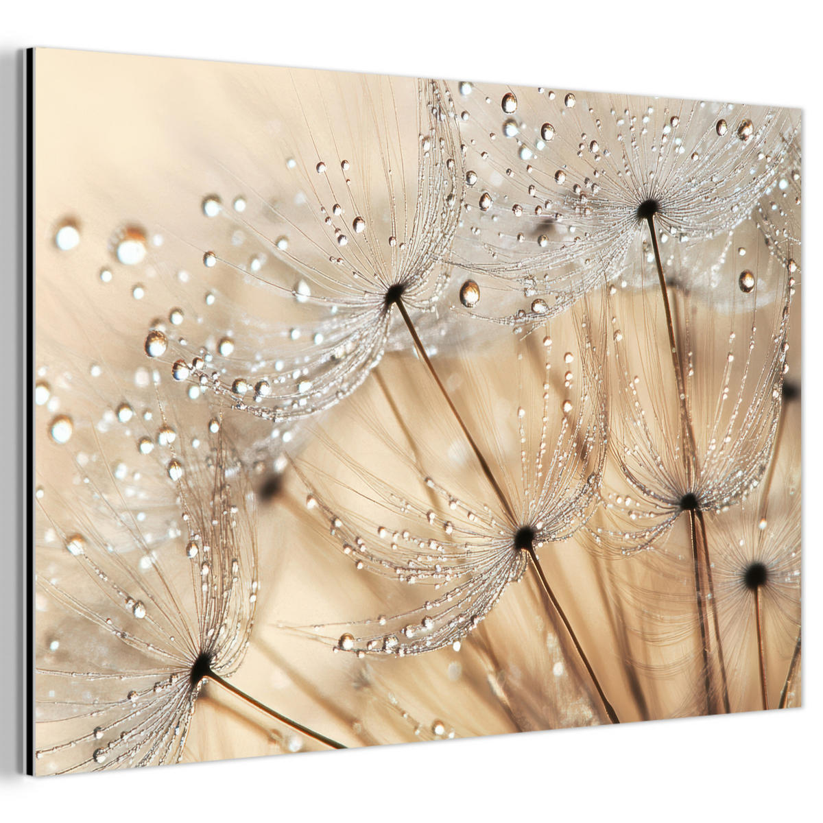 METALLBILD Löwenzahn - Abstrakt - Natur - Beige 120x80 cm - Braun, Metall (120/80cm) - MuchoWow