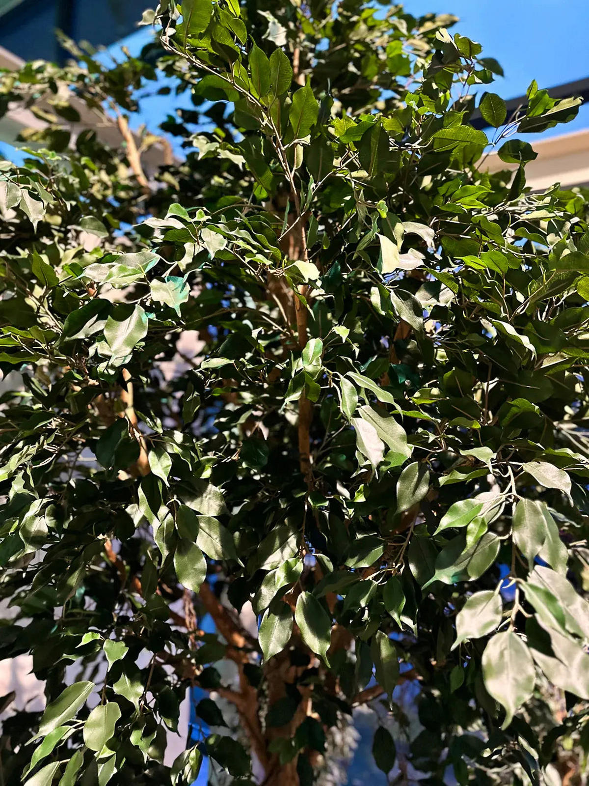 KUNSTBAUM Künstlicher Ficus Baum - Nero 315 cm - Grün, Kunststoff (315cm) - aplanta