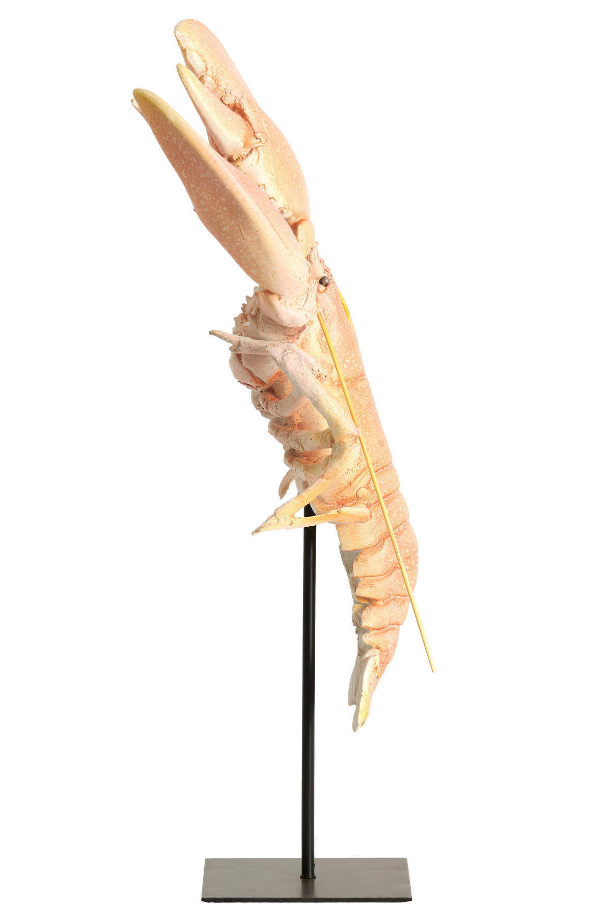 ORNAMENT Lobster Orange 25/14/56.5 cm - Orange, Kunststoff (14/56.5/25cm) - Light & Living