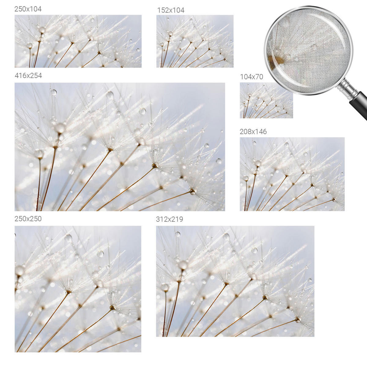 FOTOTAPETE 104x70 cm - Rosafarbener Löwenzahn - Weiß, Textil (104/70cm) - Wallfluent