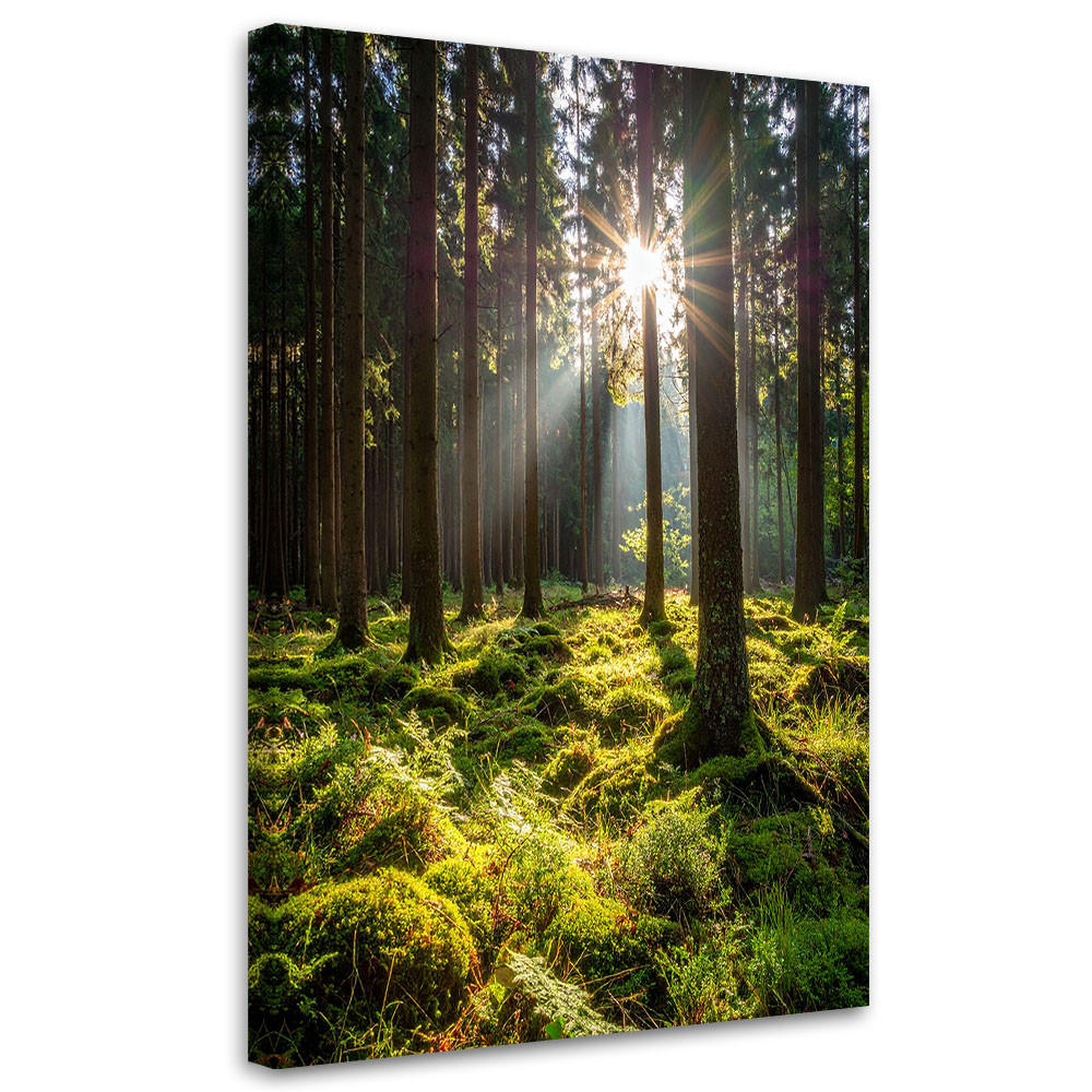 LEINWANDBILD Wald Bäume Sonnenaufgang 40x60cm - Grün, Textil (40/60cm) - Feeby