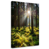 LEINWANDBILD Wald Bäume Sonnenaufgang 40x60cm - Grün, Textil (40/60cm) - Feeby