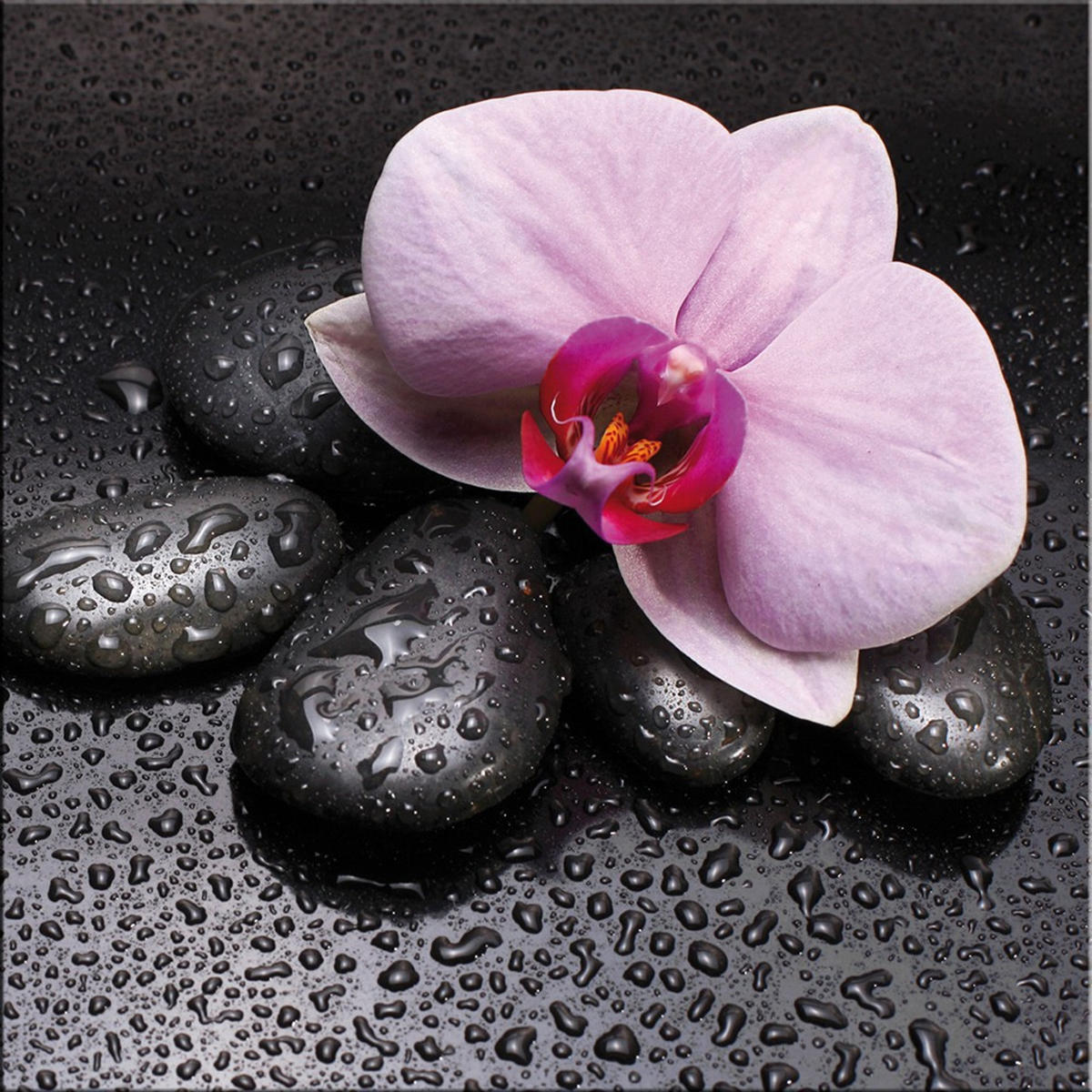 GLASBILD 30×30 cm Orchidee Zen Spa - Anthrazit, Glas (30/30cm) - artissimo