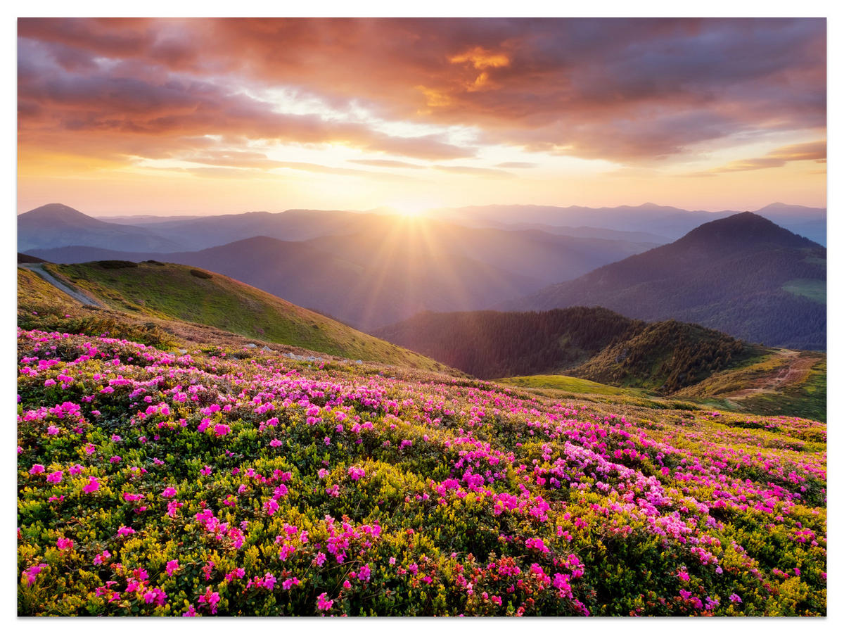 FOTOTAPETE für Wohnzimmer Sonnenuntergang Berge Wiese Blumen 450x315 - Violett/Rosa, Papier (450/315cm) - Muralo