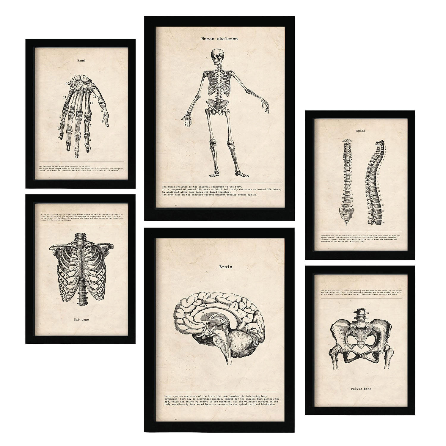 POSTER Set Mit 6 Skelett Medizinische Illustrationen Im Vintage Stil Von Anatomie, Körperteilen, Knochen Und Muskeln A3 & A4 Schwarzer Rahmen - Schwarz, Papier (29/3cm) - Nacnic