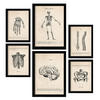 POSTER Set Mit 6 Skelett Medizinische Illustrationen Im Vintage Stil Von Anatomie, Körperteilen, Knochen Und Muskeln A3 & A4 Schwarzer Rahmen - Schwarz, Papier (29/3cm) - Nacnic