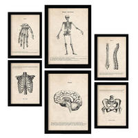 POSTER Set Mit 6 Skelett Medizinische Illustrationen Im Vintage Stil Von Anatomie, Körperteilen, Knochen Und Muskeln A3 & A4 Schwarzer Rahmen - Schwarz, Papier (29/3cm) - Nacnic